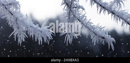 Reif an den Ästen des Baumes. Winter Natur Hintergrund. Stockfoto