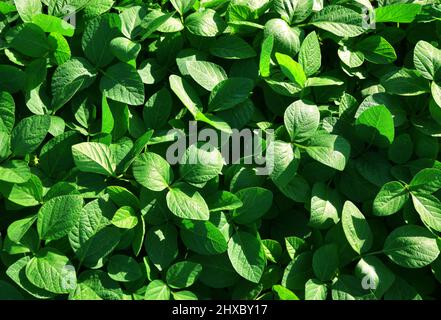 Wachsende grüne Sojabohnen Pflanzen auf dem Feld. Sojaplantage als Hintergrund. Stockfoto