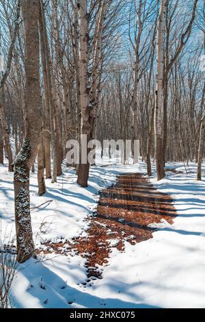 Aufgetaute Flecken im verschneiten Wald. Der Frühling kommt Stockfoto