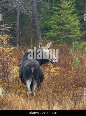 Im Herbst stehen Elche und Kalb (Alces alces) auf einem Feld im Algonquin Park, Kanada Stockfoto