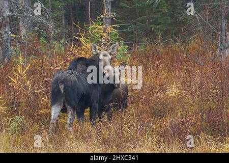 Im Herbst stehen Elche und Kalb (Alces alces) auf einem Feld im Algonquin Park, Kanada Stockfoto