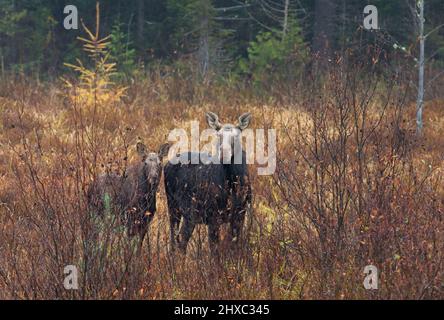 Im Herbst stehen Elche und Kalb (Alces alces) auf einem Feld im Algonquin Park, Kanada Stockfoto
