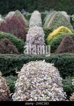 Der formelle Knot Garden mit gepflegten konusförmigen Büschen und Hecken, fotografiert im RHS Wisley Garden, in der Nähe von Woking, Surrey, Großbritannien Stockfoto