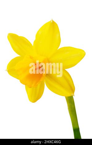 Studioaufnahme einer einzigen Narzissenblume, die vor einem weißen Hintergrund ausgeschnitten wurde - John Gollop Stockfoto