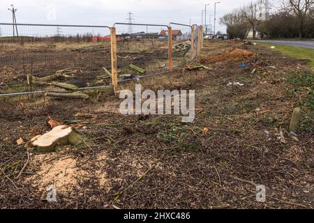 Bäume und Hecken, die für die Wohnungsentwicklung in Stockton auf Tees, England, Großbritannien, zerkleinert wurden Stockfoto