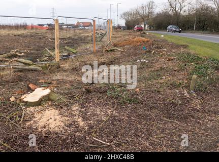 Bäume und Hecken, die für die Wohnungsentwicklung in Stockton auf Tees, England, Großbritannien, zerkleinert wurden Stockfoto