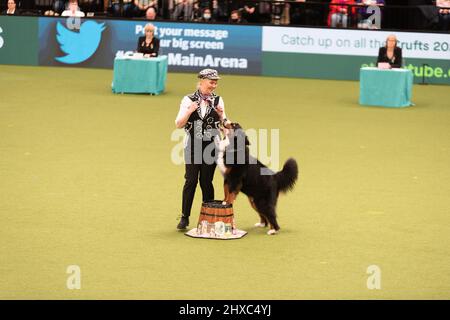 Birmingham, Großbritannien. 11. März 2022. Heelwork to music Competition Crufts 2022 Main Arena Credit: victoria elsmore/Alamy Live News Stockfoto