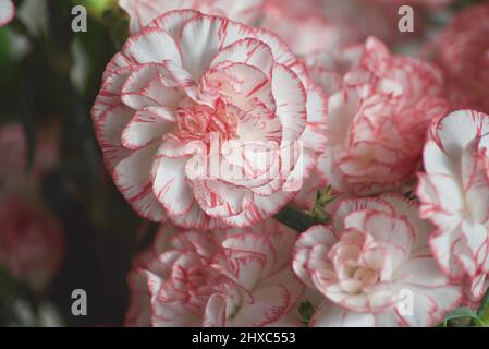 Nahaufnahme von rosa und weißen Nelken Stockfoto