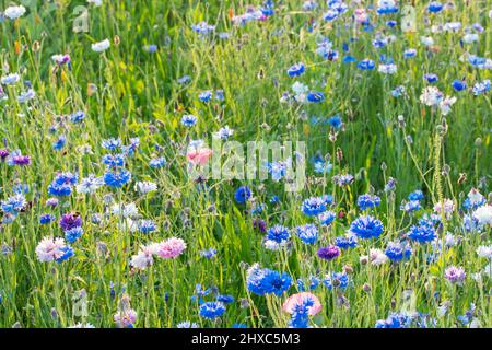 Lila Feldblume Nahaufnahme Stockfoto