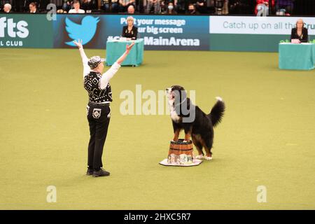 Birmingham, Großbritannien. 11. März 2022. Heelwork to music Competition Crufts 2022 Main Arena Credit: victoria elsmore/Alamy Live News Stockfoto