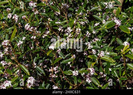 Daphne bholua 'Spring Beauty' ein immergrüner Winter- und frühlingsblühender Pflanzenstrauch mit einer rosa Frühlingsblume, Stockfoto Stockfoto