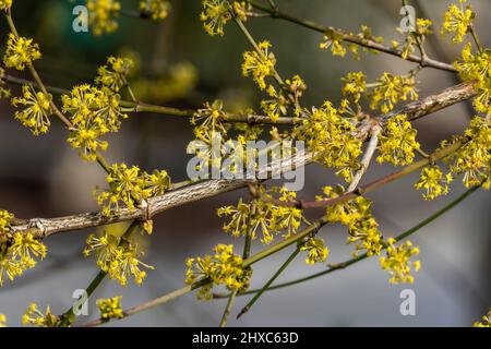 Cornus Mas 'Aurea' eine winterfrühlingsblühende Strauchpflanze mit einer gelben Frühlingsblume, die gemeinhin als Cornelian Cherry bekannt ist, Stockfoto Stockfoto