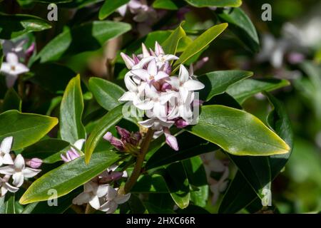 Daphne bholua 'Spring Beauty' ein immergrüner Winter- und frühlingsblühender Pflanzenstrauch mit einer rosa Frühlingsblume, Stockfoto Stockfoto