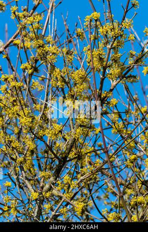 Cornus Mas 'Aurea' eine winterfrühlingsblühende Strauchpflanze mit einer gelben Frühlingsblume, die gemeinhin als Cornelian Cherry bekannt ist, Stockfoto Stockfoto