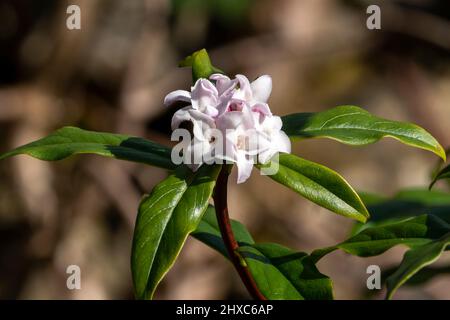 Daphne bholua 'Jacqueline Postill' ein immergrüner Winter- und frühlingsblühender Pflanzenstrauch mit einer rosa Frühlingsblume, Stockfoto Stockfoto