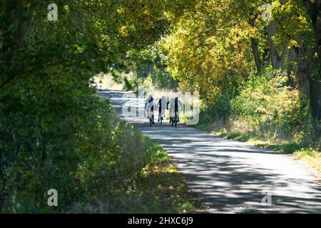 Radweg mit Eichen in der Nähe von Staatsgebiet Beberbeck, Hofgeismar, Kreis Kassel, Hessen, Deutschland Stockfoto