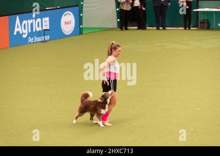 Birmingham, Großbritannien. 11. März 2022. Heelwork to music Competition Crufts 2022 Main Arena Credit: victoria elsmore/Alamy Live News Stockfoto