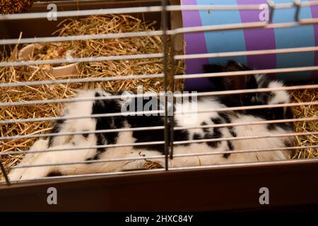 Lionhead Rabbit gelegt in Drahtkäfig Innenhaken Norton Oxfordshire England großbritannien Stockfoto