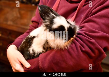 Lionhead Rabbit in den Armen eines Women Hook Norton Oxfordshire England großbritannien Stockfoto