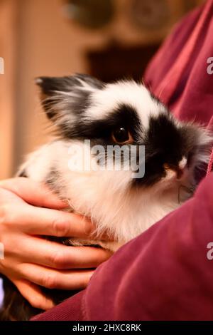 Lionhead Rabbit in den Armen eines Women Hook Norton Oxfordshire England großbritannien Stockfoto