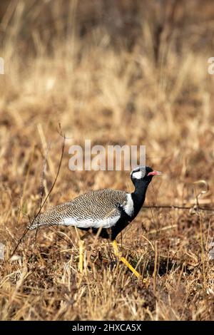 Männlich Northern Black Korhaan, Kgalagadi Stockfoto