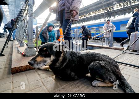 Lviv, Lviv, Ukraine. 11. März 2022. Ein Hund mit seiner Frau wird am Bahnhof von Lemberg gesehen, als Überschwemmungen von Ukrainern versuchen, die Ukraine inmitten der russischen Invasion in andere Nachbarländer zu fliehen. Millionen von Ukrainern haben das Land in andere Länder wie Deutschland, Polen, Litauen, die Slowakei und die Niederlande verlassen, wobei die Zahl kontinuierlich steigt, da die russische Invasion fortgesetzt wurde. Kredit: ZUMA Press, Inc./Alamy Live Nachrichten Stockfoto