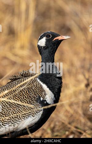 Männlich Northern Black Korhaan, Kgalagadi Stockfoto