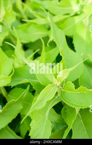 Jerusalem Artischocke „Zwergsonnen“. Helianthus tuberosus „Zwergsonnen“. Junge Pflanzen wachsen in einer Grenze Stockfoto