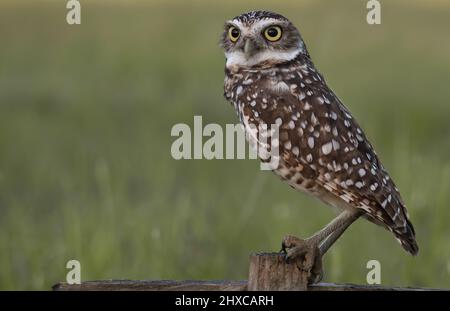 Eastern Screech Eule sitzt auf einem Ast Stockfoto
