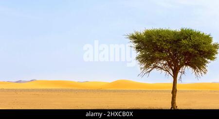 Allein Baum in der extrem heißen Sahara Wüste in Algerien Stockfoto