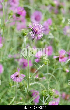 Galactites tomentosa, die lila Milchdistel. Stockfoto