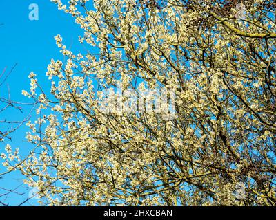 Weidenbaum bedeckt mit Frühlingsblumen vor einem blauen Himmel Stockfoto