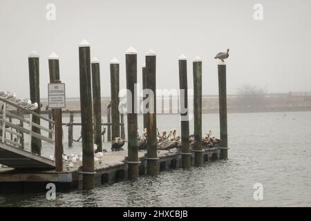 Wasservögel, die auf Flusssäulen in Hampton Virginia ruhen Stockfoto