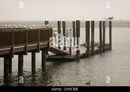 Wasservögel, die auf Flusssäulen in Hampton Virginia ruhen Stockfoto