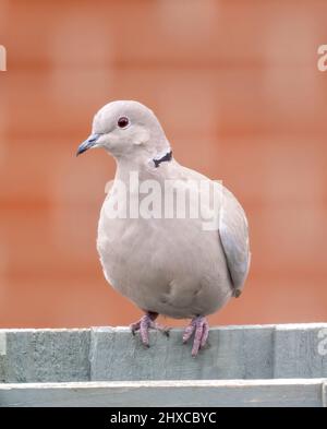 Eine zart gefärbte Halsbandtaube (Streptopelia decaocto), die auf einem hellgrünen Gartenzaun in Blackpool, Lancashire, Großbritannien, thront Stockfoto