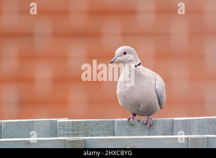 Eine zart gefärbte Halsbandtaube (Streptopelia decaocto), die auf einem hellgrünen Gartenzaun in Blackpool, Lancashire, Großbritannien, thront Stockfoto