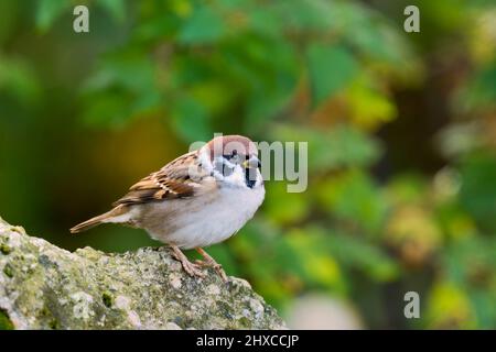 Baumsperling, der regungslos auf einem Stein sitzt. Seitenansicht, Nahaufnahme. Unscharfer natürlicher grüner Hintergrund, Kopierbereich. Gattung Passer montanus. Slowakei. Stockfoto