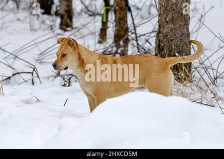 Wunderschöner amstaff Mischhund im Winterwald. Aktiver Lebensstil, Wandern und Trekking mit Haustieren in der kalten Jahreszeit, Hunde auf langen Spaziergängen mitnehmen. Stockfoto