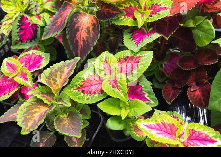 Nahaufnahme von Coleus scutellarioides, einer dekorativen Topfpflanze mit bunten Blättern Stockfoto