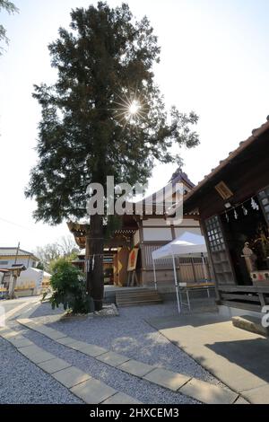 Musashidai Rokuten-Schrein Saitama , Japan 1752 Oto, Iwatsukiku, Saitama 339-0014 Präfektur Saitama 武蔵第六天神社 Stockfoto