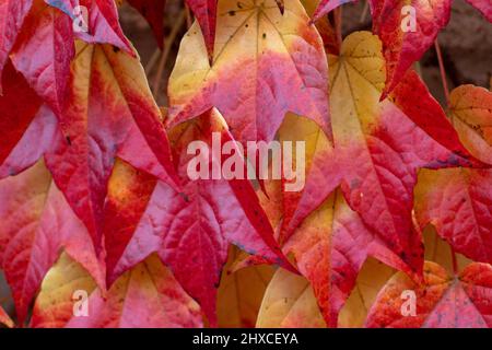 Düsterer Hintergrund von verwelkten Blättern im Herbst Stockfoto