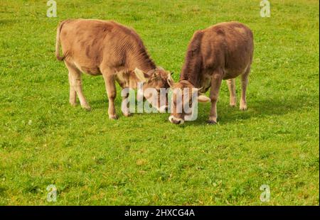 Zwei junge Kühe auf einer Weide, die miteinander spielen Stockfoto