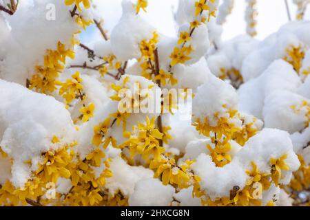 Schnee auf Forsythia Blumen Stockfoto