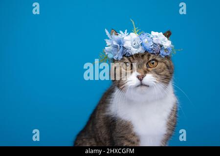 Niedliche flauschige, gestromte, weiße britische Kurzhaarkatze mit Blumenkrone auf dem Kopf und Blick auf die Kamera auf blauem Hintergrund mit Platz für Kopien Stockfoto