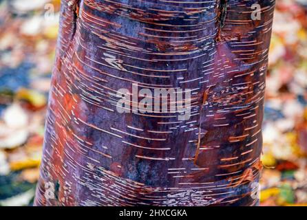 Prunus serrula, genannt Birkenrindenkirsche, Birkenrindenkirsche, Paperrindenkirsche oder tibetische Kirsche, ist eine in China heimische Kirschart und wird als verwendet Stockfoto