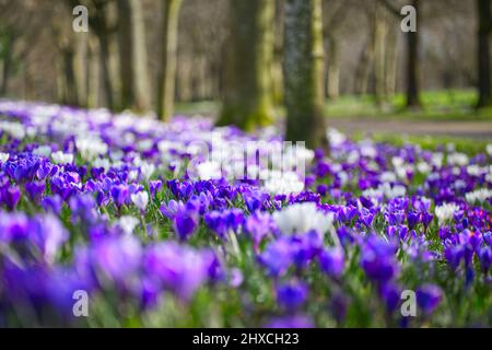 Krokusse Stockfoto