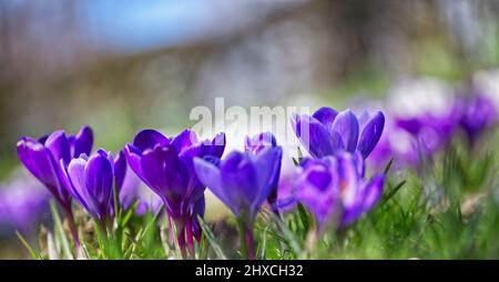 Krokusse Stockfoto