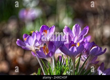 Krokusse Stockfoto