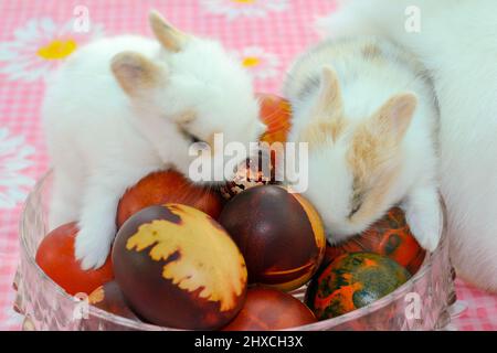 Schüssel voll mit Ostereiern und Hasen Stockfoto