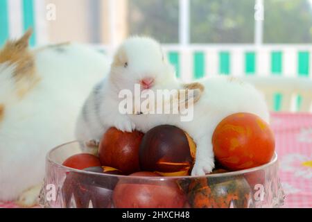 Babyhasen umarmen sich in der Schüssel voller Ostereier Stockfoto